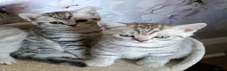 British Shorthair cats for sale: Purebred British Shorthair kittens  - Advert 7