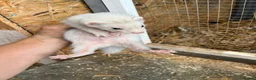 Ferret rodents for sale: Ferrets hobs and jills  in Derby - Advert 4