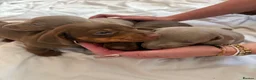 Dachshund dogs for sale: Stunning Dachshunds puppies.  in Leek - Advert 7
