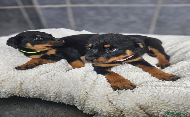 Rottweiler dogs - Advert 11
