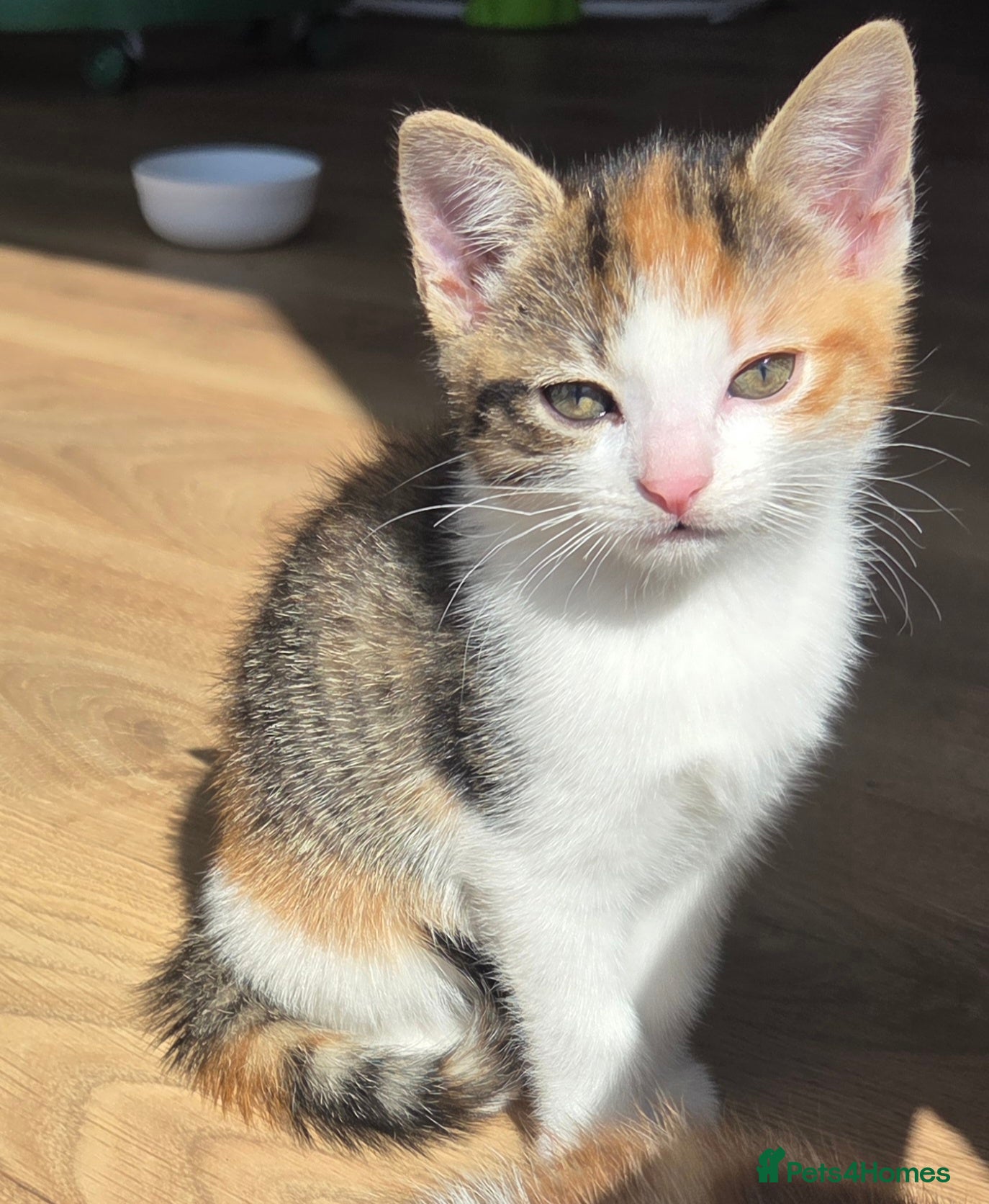 Mixed Breed cats Only 1 friendly baby girl avaliable. - Advert 5