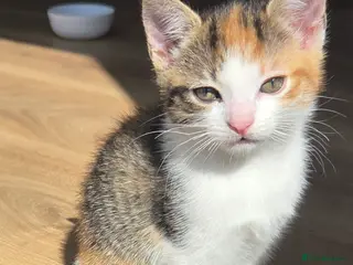 Mixed Breed cats Only 1 friendly baby girl avaliable. - Advert 5