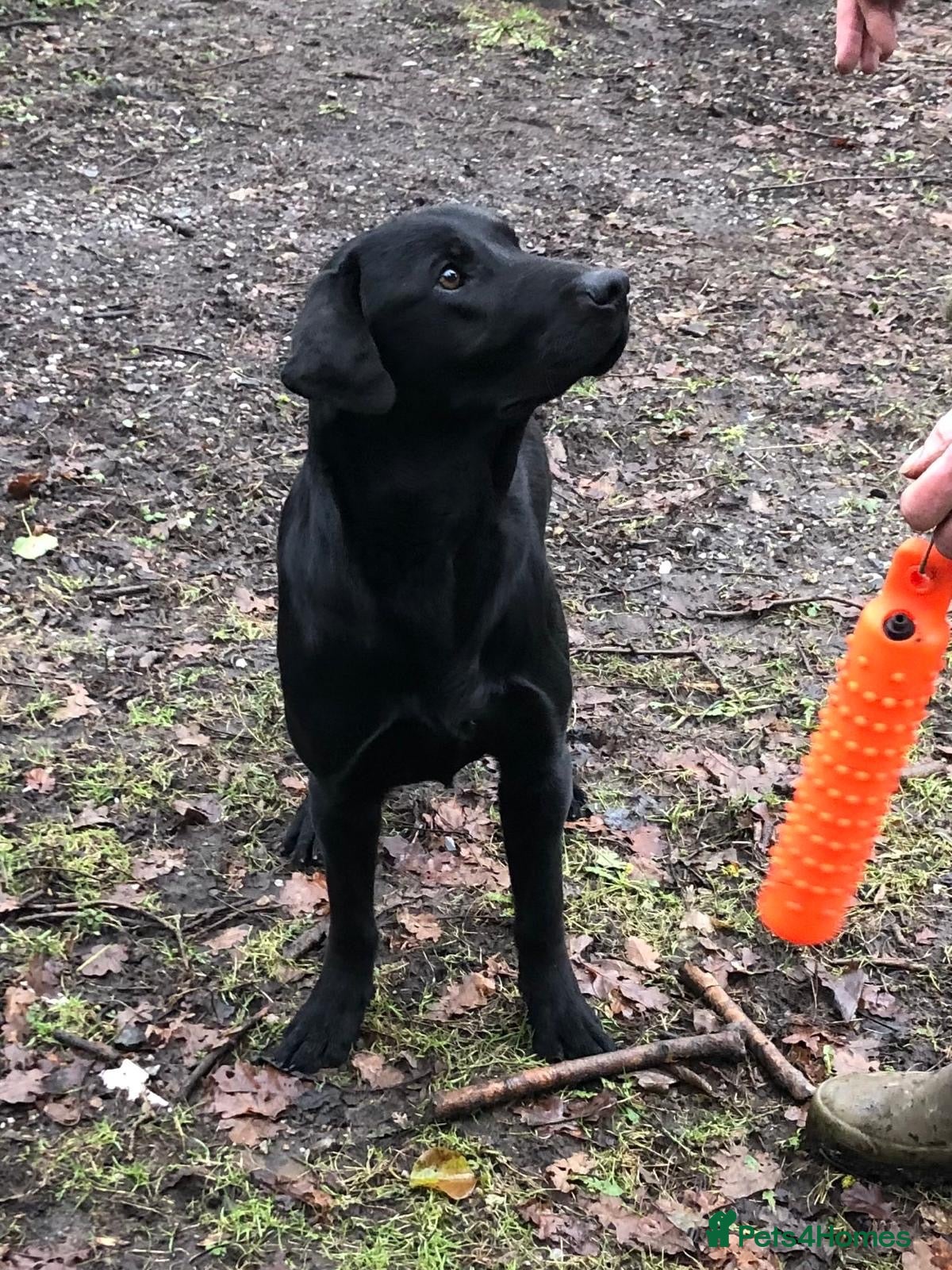 Labrador Retriever dogs Handsome Labrador dogs available  - Advert 2