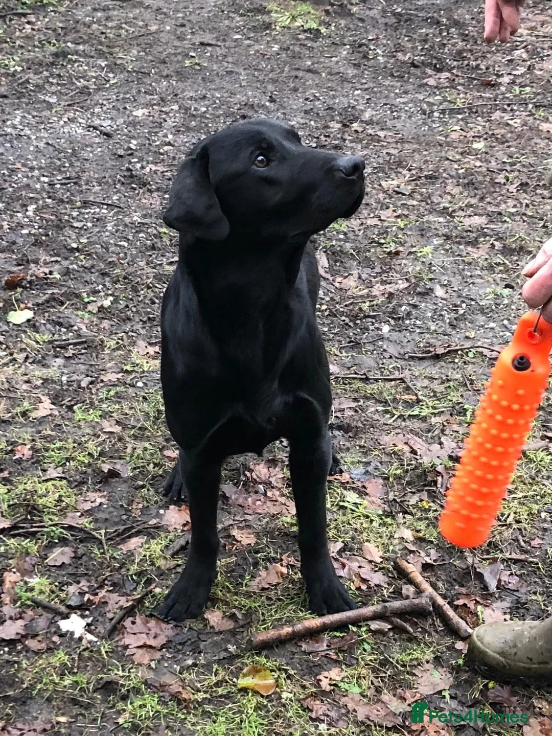 Labrador Retriever dogs for sale: Handsome Labrador dogs available  in Durham - Advert 2