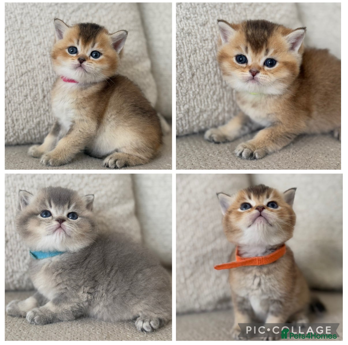 British Shorthair cats Goldens and blue golden teddy TICA bsh  - Advert 3