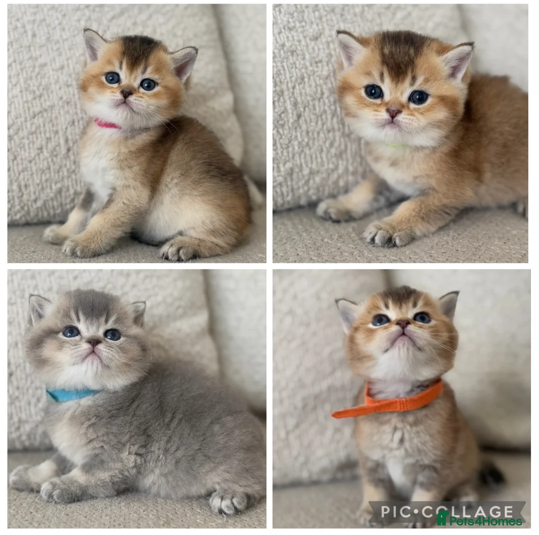 British Shorthair cats for sale: Goldens and blue golden teddy TICA bsh  in London - Advert 1