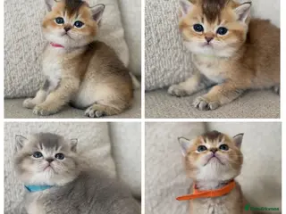 British Shorthair cats Goldens and blue golden teddy TICA bsh - Advert 5