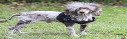 Miniature Poodle dogs for sale: Chocolate Merle poodle boy - Advert 3