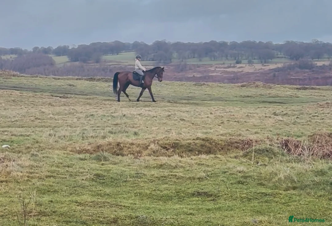 Irish Sports horses for sale: Super 15.3 8 yr old sports horse allroudner  - Advert 8