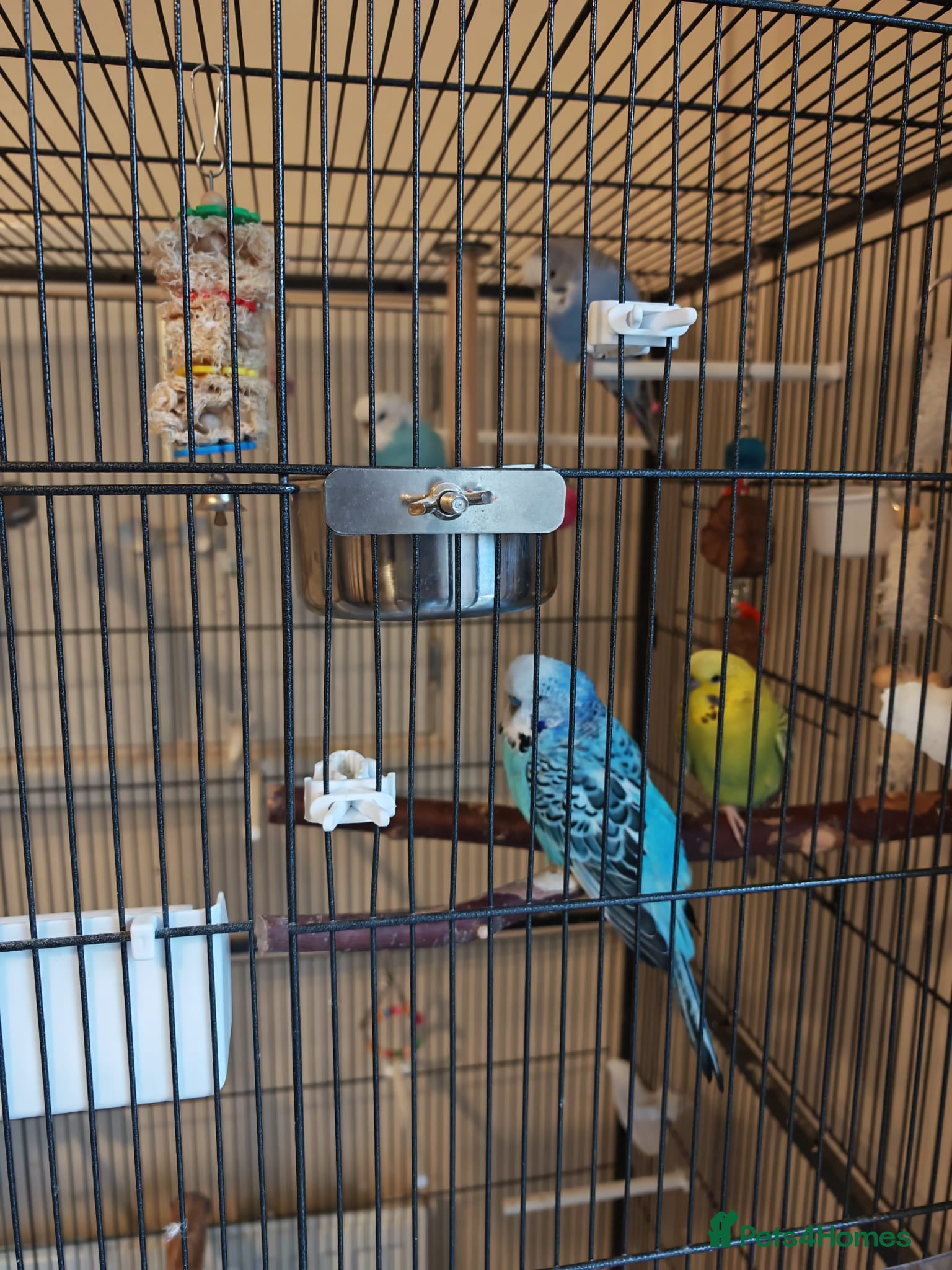 Budgerigars birds 4 Budgies with Large Cage & Accessories - Advert 2