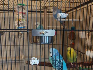 Budgerigars birds 4 Budgies with Large Cage & Accessories - Advert 6