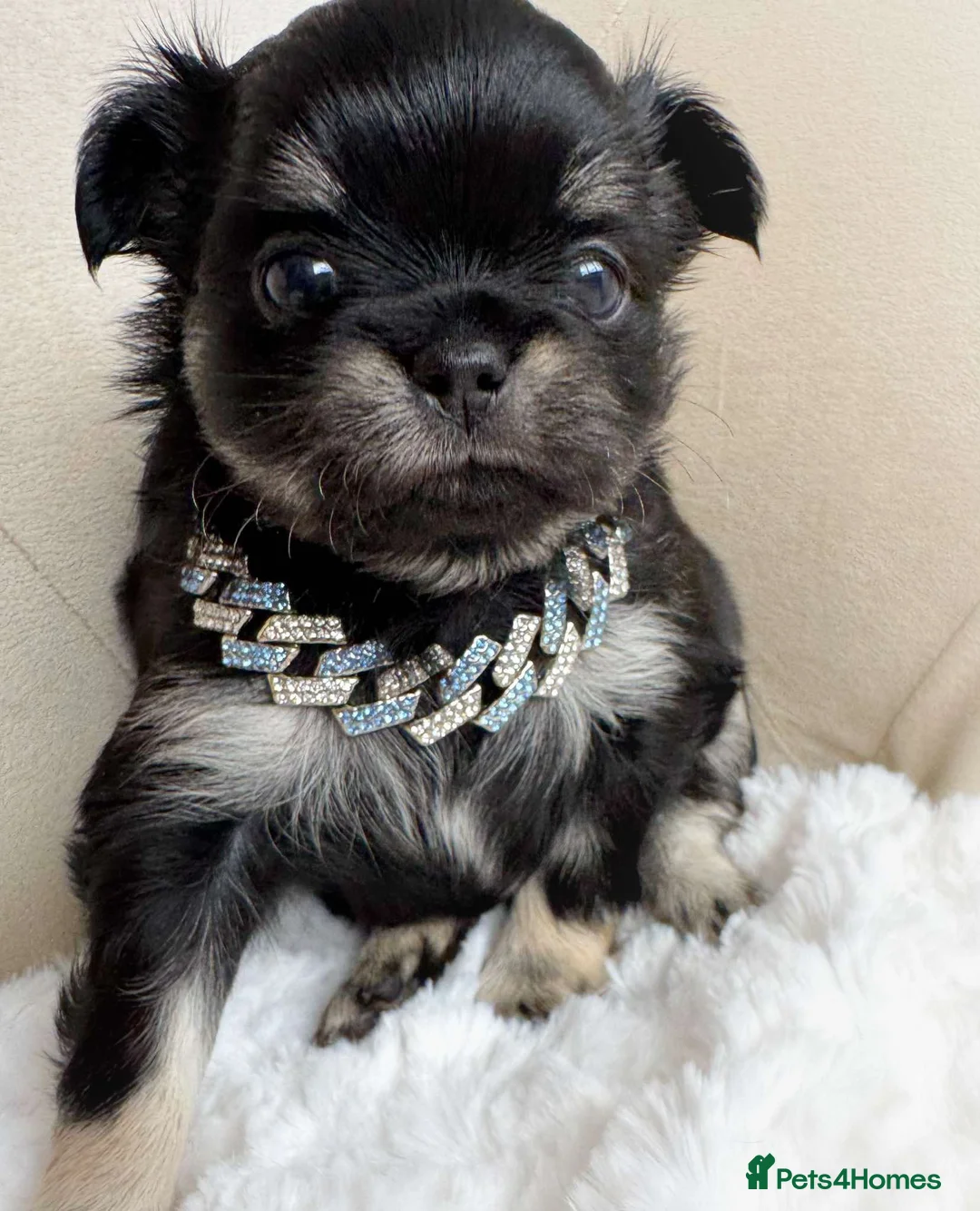 Chihuahua dogs for sale: KC quality Tricolor long coat chihuahua boy  - Advert 2