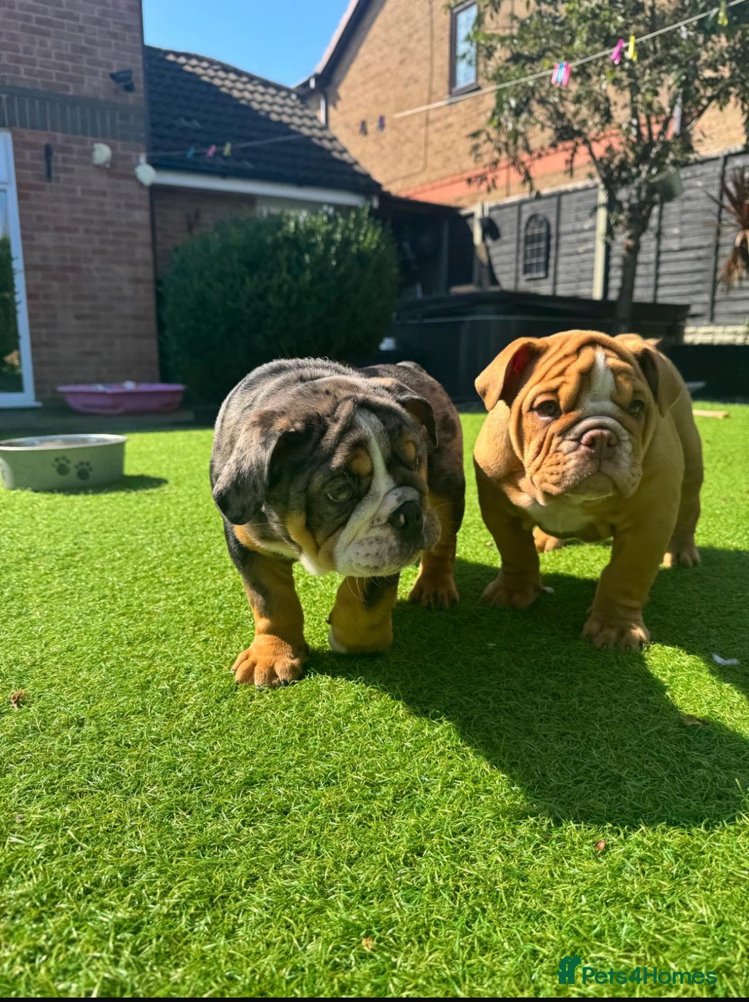 English Bulldog dogs for sale: LAST TWO LEFT Full Pedigree health tested bulldogs - Image 7