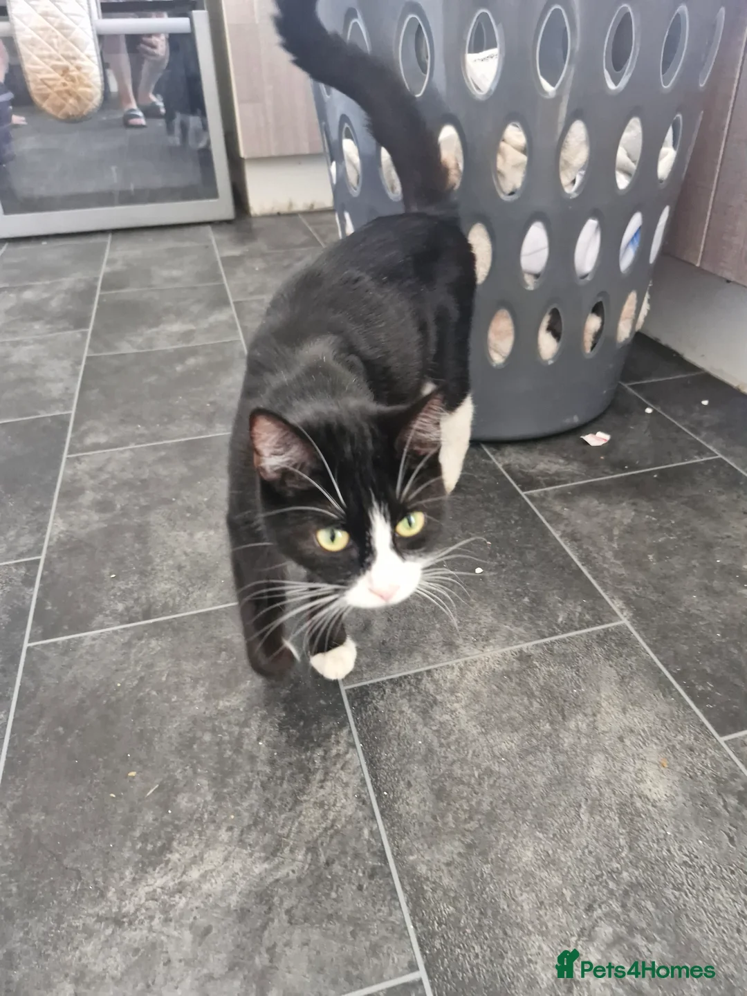 Mixed Breed cats for sale: Kittens  - Advert 1
