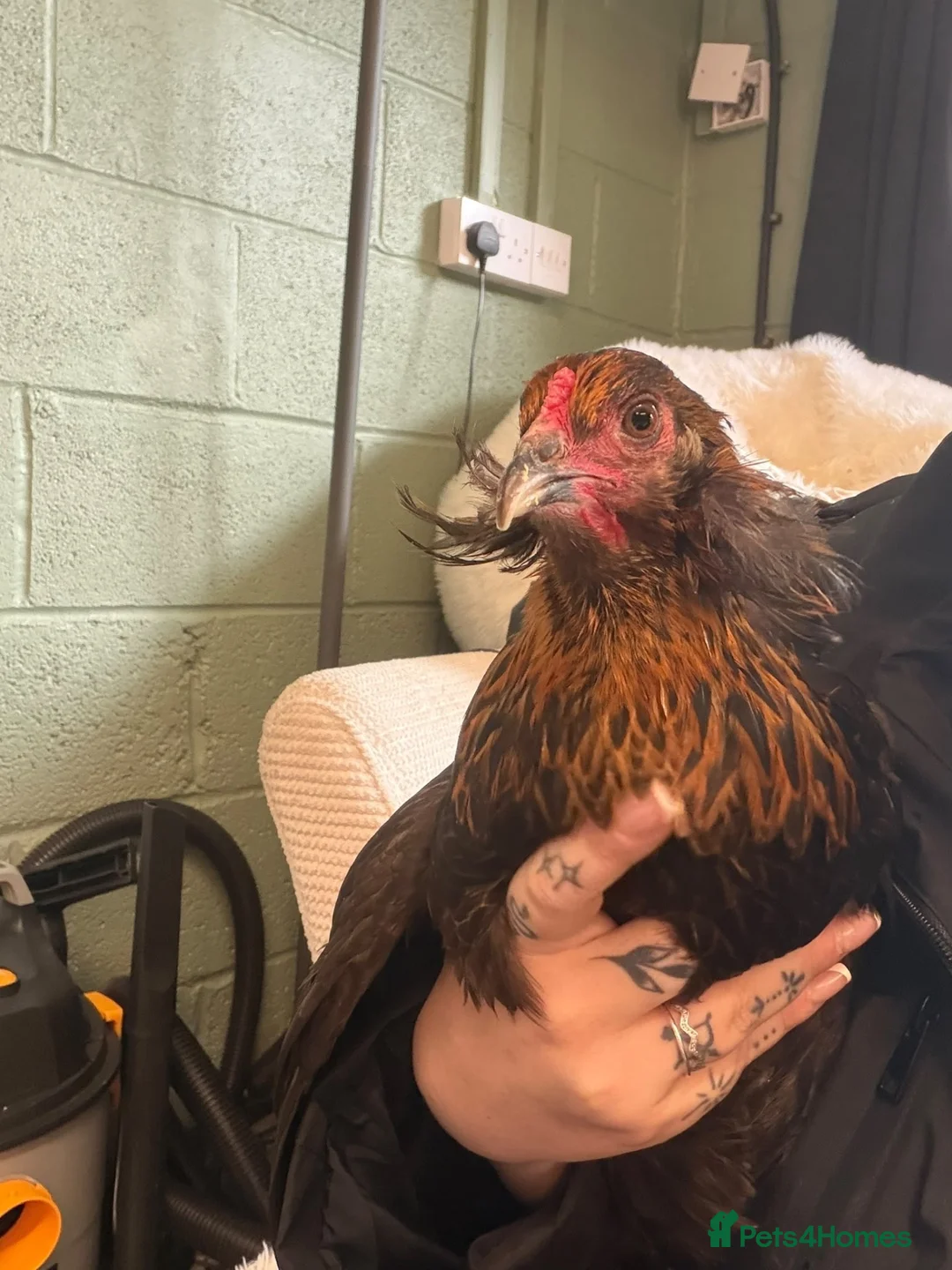 Chickens poultry for sale: Araucana laying hen  - Advert 1