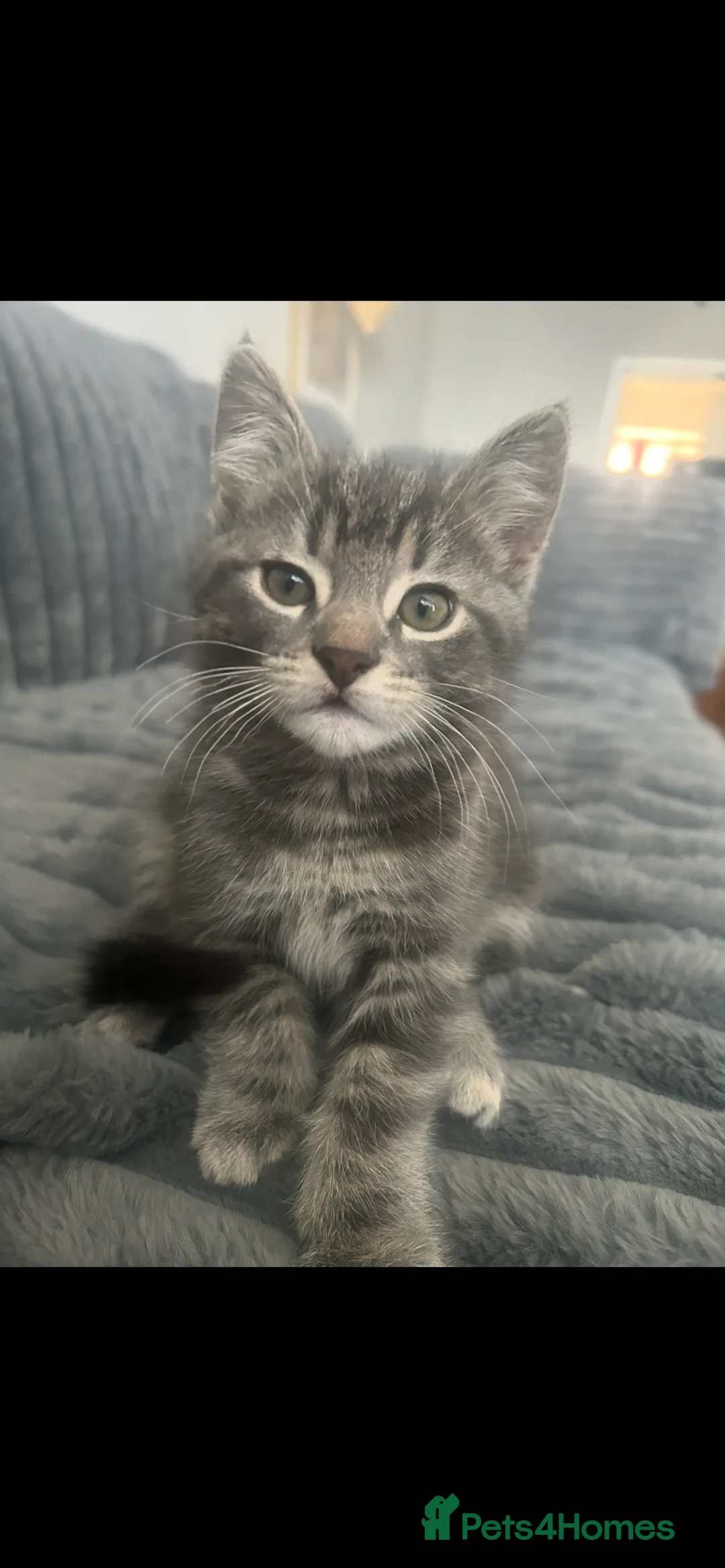 Mixed Breed cats for sale: 3 kittens mixed breed for sale in Southampton - Advert 32