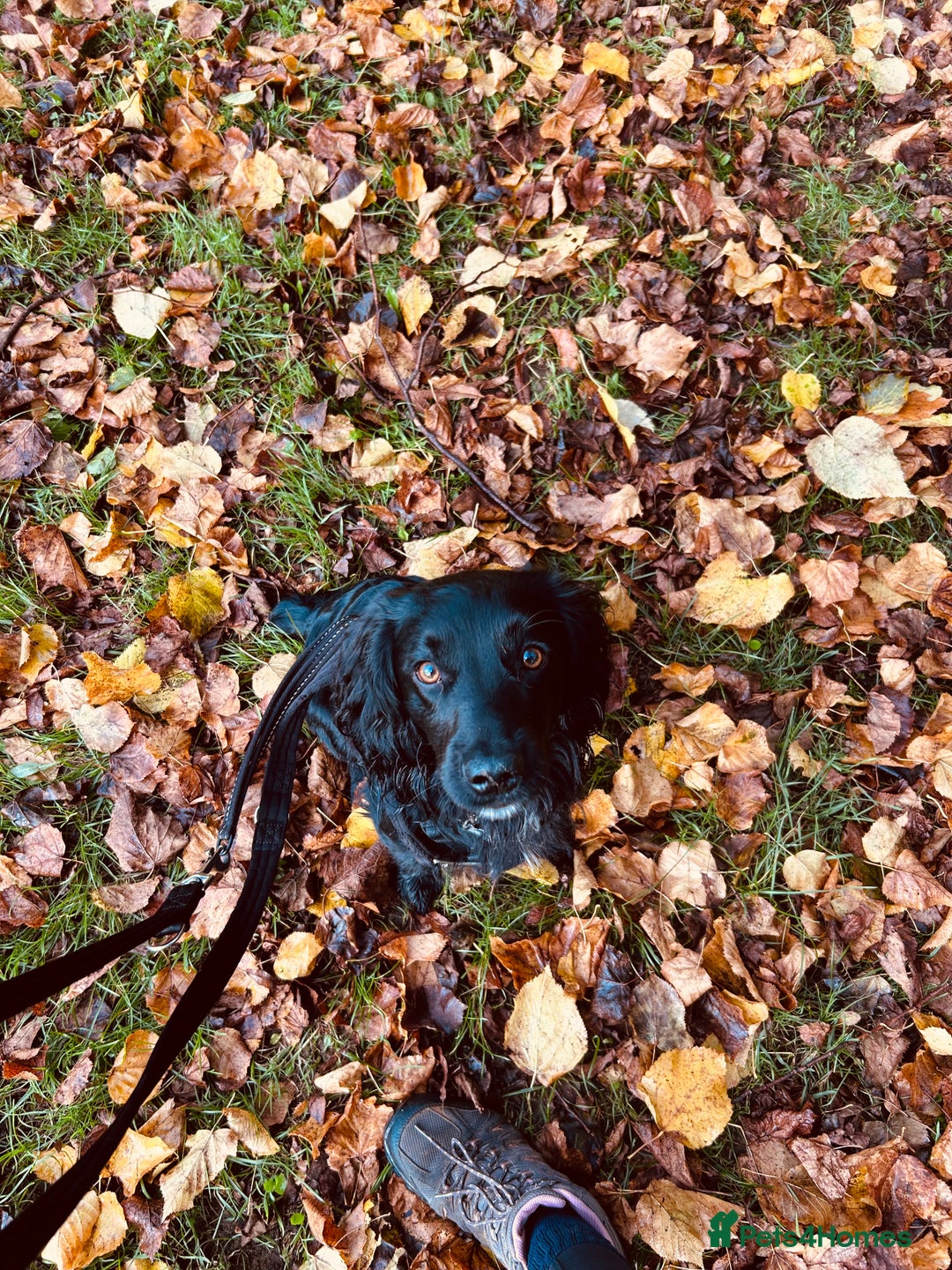 Cocker Spaniel dogs for sale: Cocker spaniel in need of a new home - Image 3