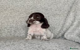 Cocker Spaniel dogs for sale: Ready Now! KC Show Type Cocker Spaniel Pups  - Image 4