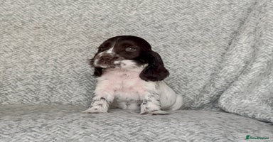 Cocker Spaniel dogs - Advert 13