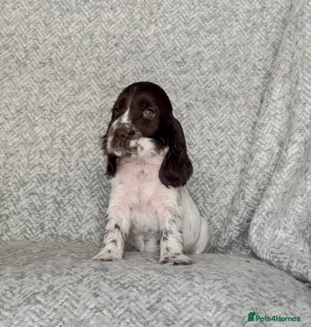 Cocker Spaniel dogs for sale: Ready Now! KC Show Type Cocker Spaniel Pups  - Image 4