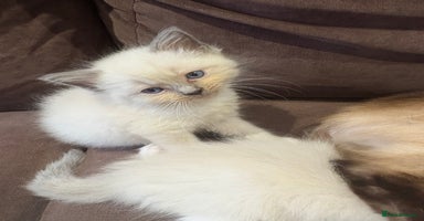 Ragdoll cats - Advert 16