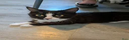 British Longhair cats for sale: Female Cat Looking for a Good Home - Advert 4