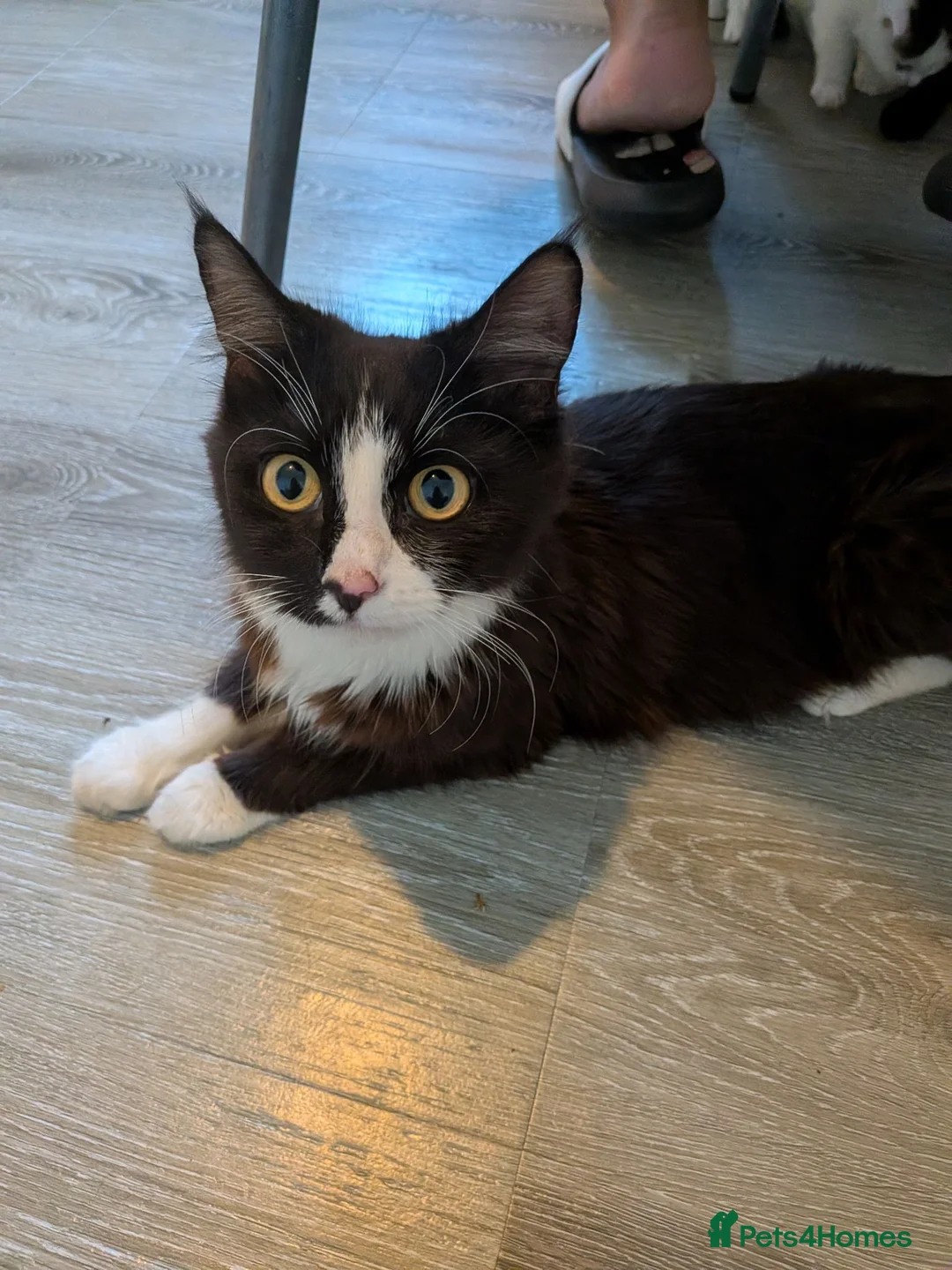 British Longhair cats for sale: Female Cat Looking for a Good Home - Advert 4