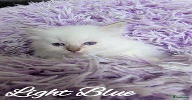 Ragdoll cats - Advert 13