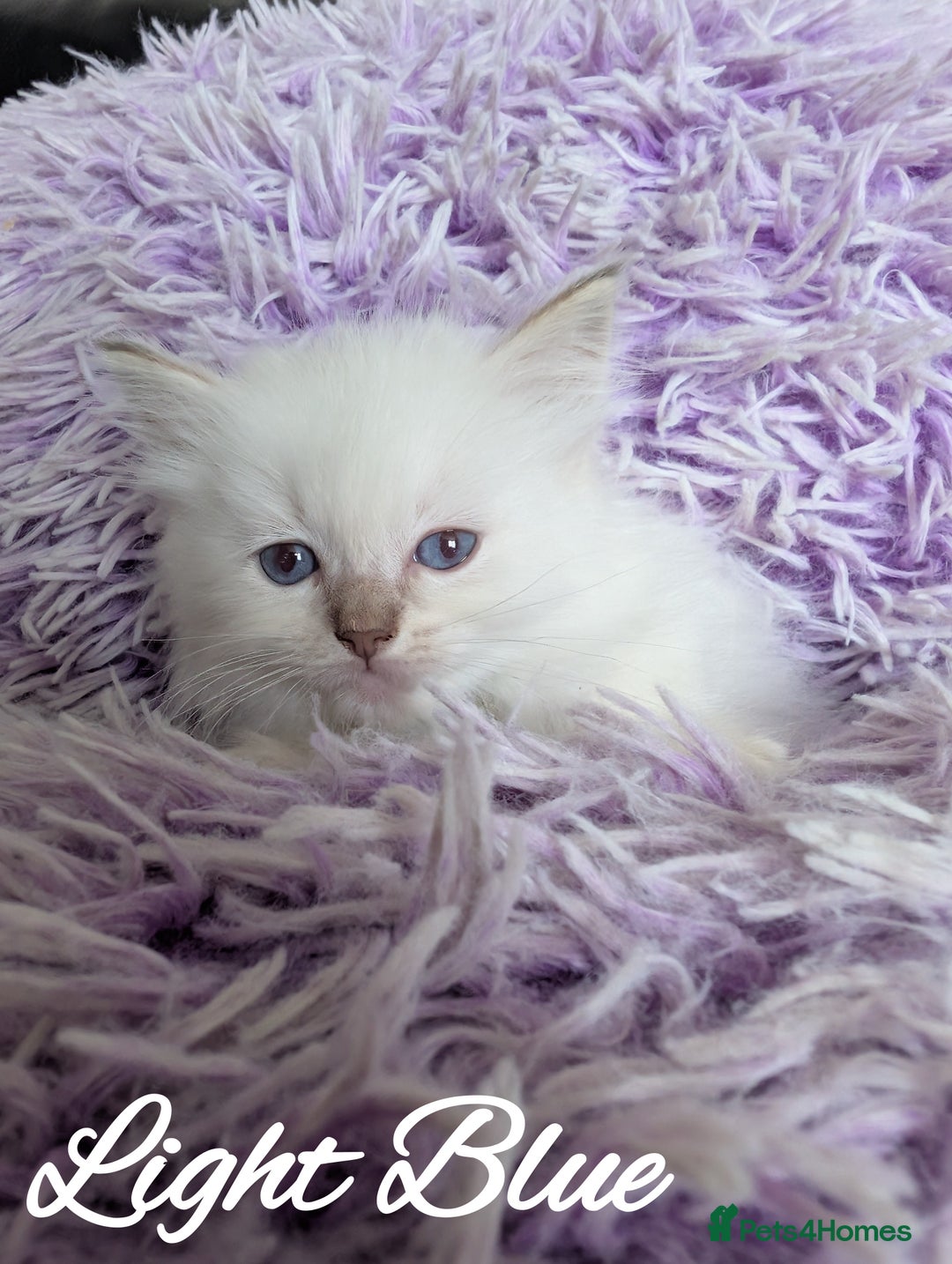 Ragdoll cats for sale: GCCF REG PEDIGREE RAGDOLL KITTENS - Image 3
