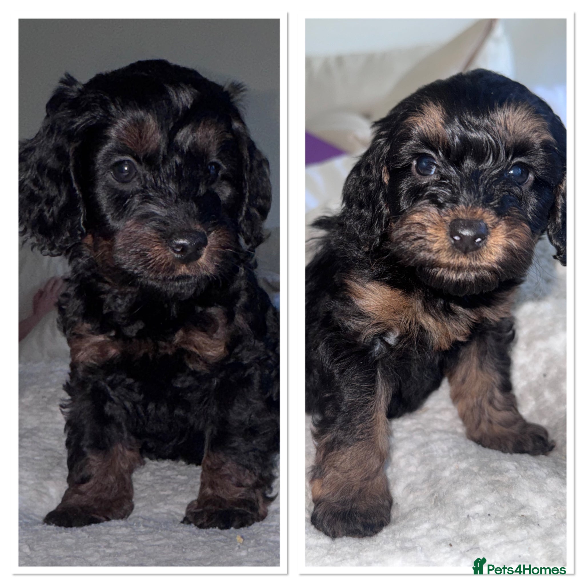 Cockapoo dogs  Two Beautiful Miniature Cockapoo  - Advert 16