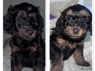 Cockapoo dogs Two Beautiful Miniature Cockapoo - Advert 16