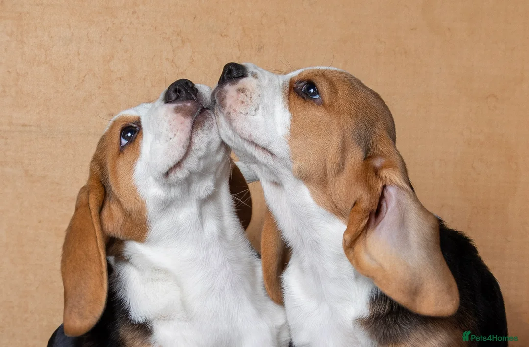 Beagle dogs for sale: CH Sired, Fully Health Tested, KC Reg, Beagle Pups - Advert 18