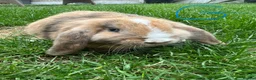 Mini Lop rabbits for sale: Mini Lop Rabbits For Sale  - Advert 6