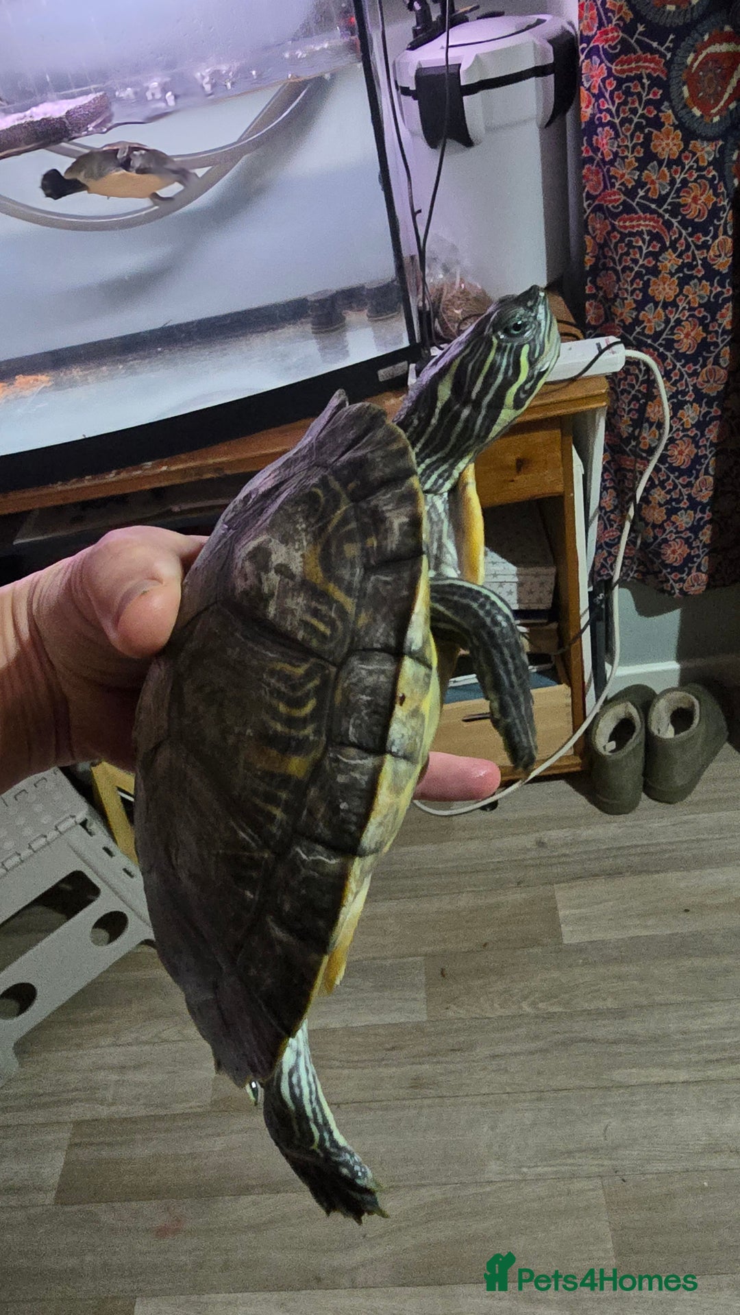 Turtle reptiles for sale: 2 male Map turtles, fluval tank, filter and heater - Advert 2