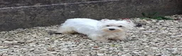 West Highland Terrier dogs for sale: KC 20 month old girl - Advert 4