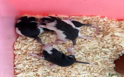 Rat rodents for sale: Baby rats available - Image 1
