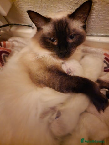 Ragdoll cats Ragdoll Kitten - Advert 1