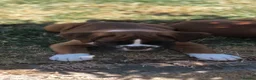 Boxer dogs for sale: Boxer pups  - Advert 10