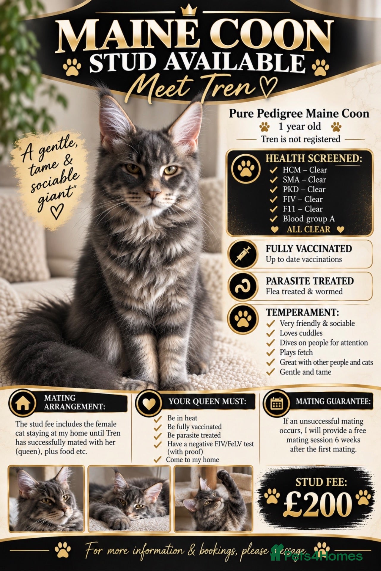 Maine Coon cats PURE MAINE COON AVAILABLE FOR STUD  - Advert 1