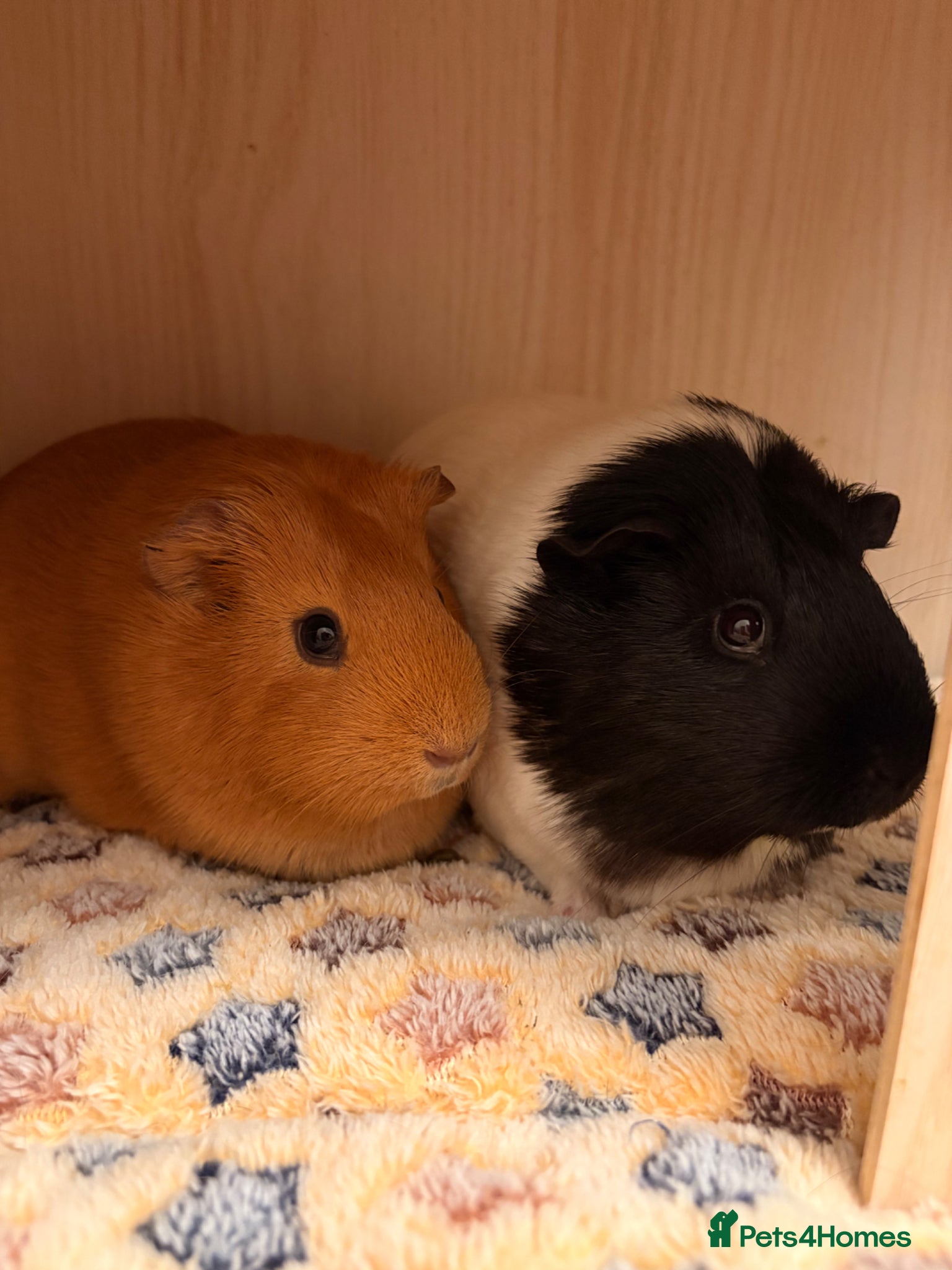 Guinea Pig rodents Beautiful Female Guinea Pigs - Advert 8