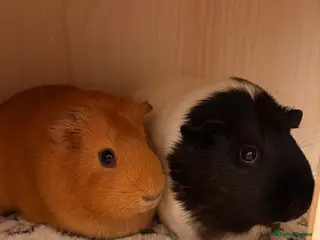 Guinea Pig rodents Beautiful Female Guinea Pigs - Advert 8