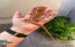 Bearded Dragon reptiles for sale: Bearded Dragon Babies INC RED MONSTERS - Image 4