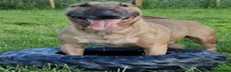 English Bull Terrier dogs for sale: Top Quality Heath checked champions lines  - Advert 11