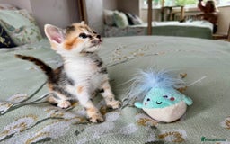 Bengal cats for sale: Bengal kittens 4 pure bangals 5 bengal x kittens - Image 20
