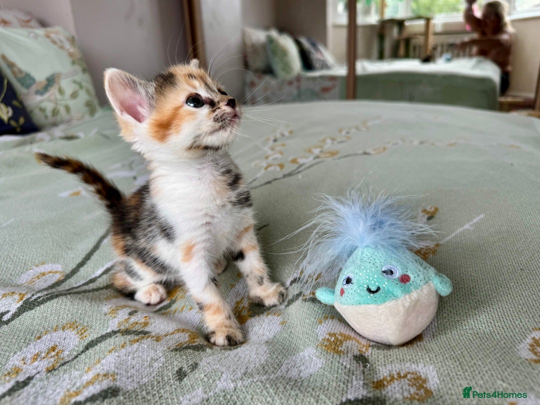 Bengal cats for sale: Bengal kittens 4 pure bangals 5 bengal x kittens - Image 20