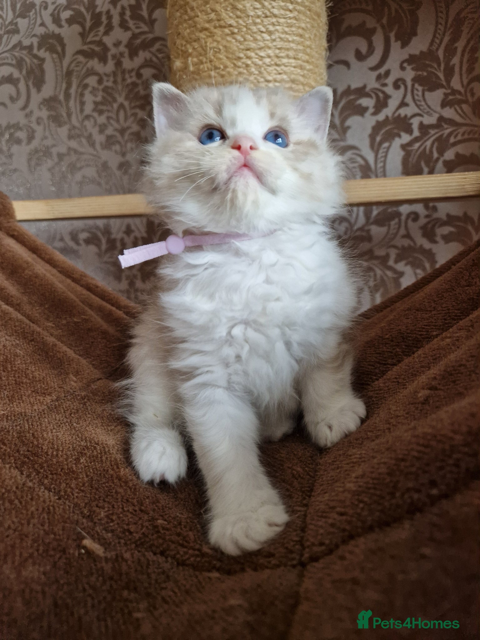 Ragdoll cats Show quality Ragdoll kittens - Advert 2