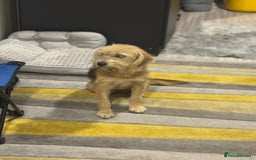 Yorkshire Terrier dogs for adoption: Sweet Daisy looking for LOVE  - Image 14