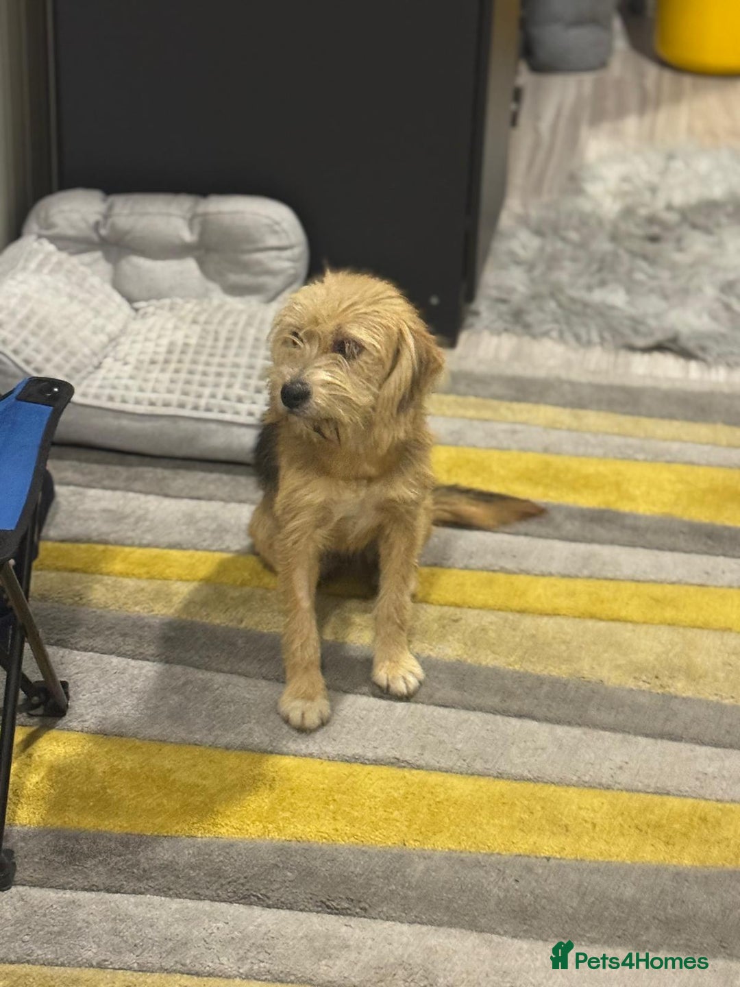 Yorkshire Terrier dogs for adoption: Sweet Daisy looking for LOVE  - Image 14