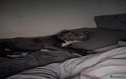 Staffordshire Bull Terrier dogs for sale: Blue  - Image 2