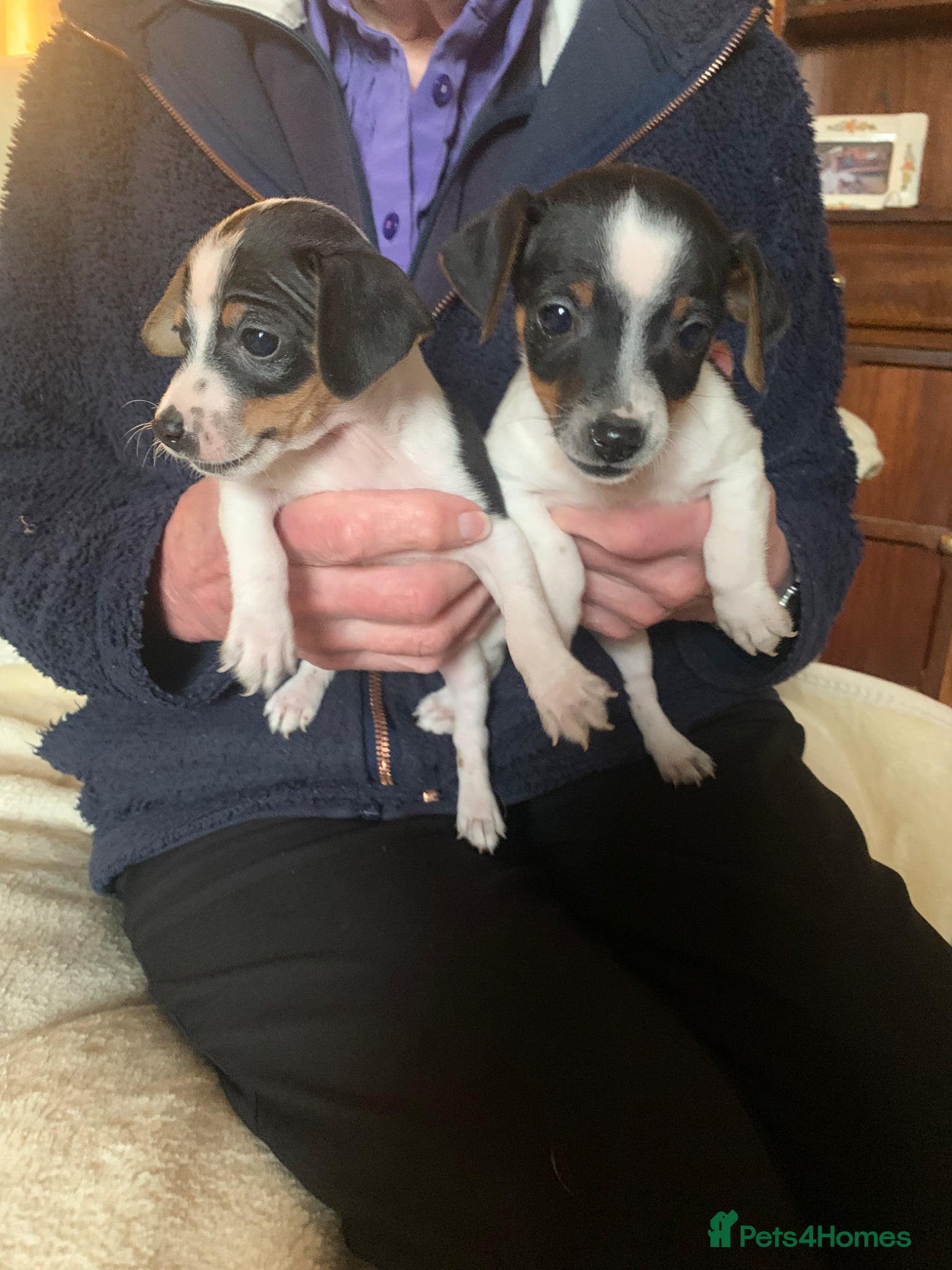 Jack Russell dogs Miniature jack russels - Advert 13